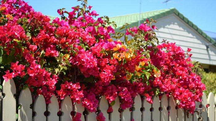 perawatan bougainvillea